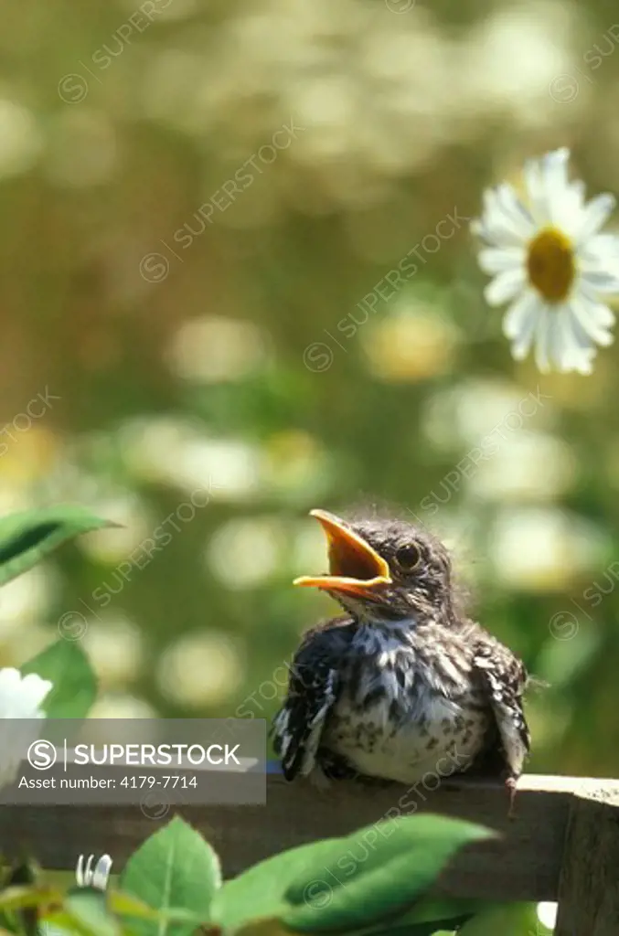 Mockingbird Fledgling (Mimus polyglottos), Eliot, ME