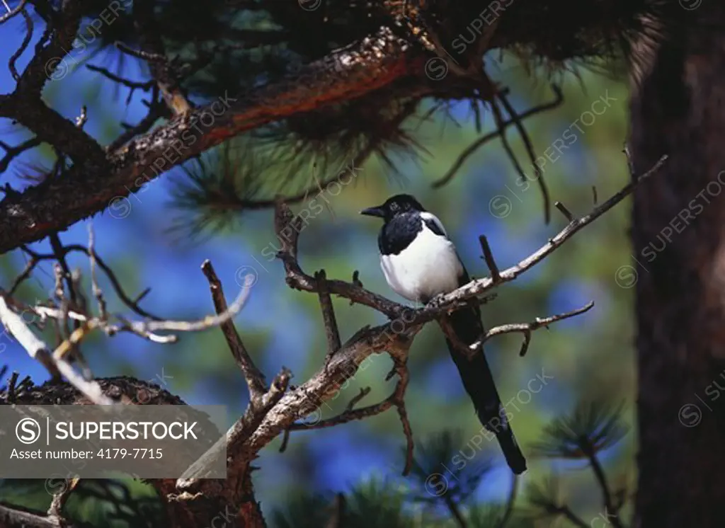 Black-billed Magpie (Pica hudsonia), Rocky Mountain NP, Colorado
