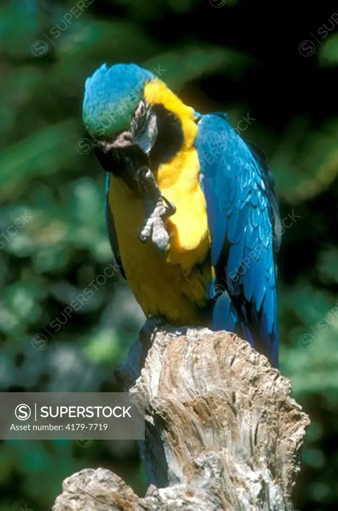 Blue & Yellow Macaw (Ara ararauna) San Diego Zoo - CA