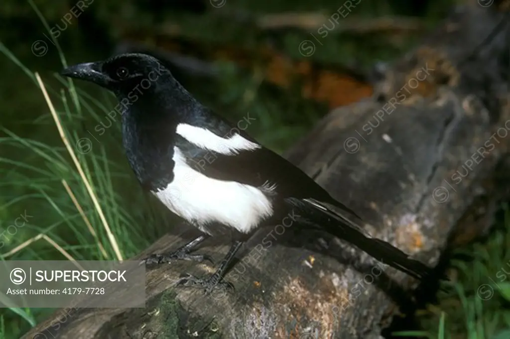 Black-billed Magpie (P. pica), Rocky Mountain N.P., CO
