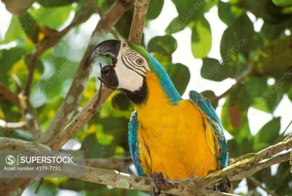 Blue & Yellow Macaw (Ara ararauna) Upper Amazon, Peru