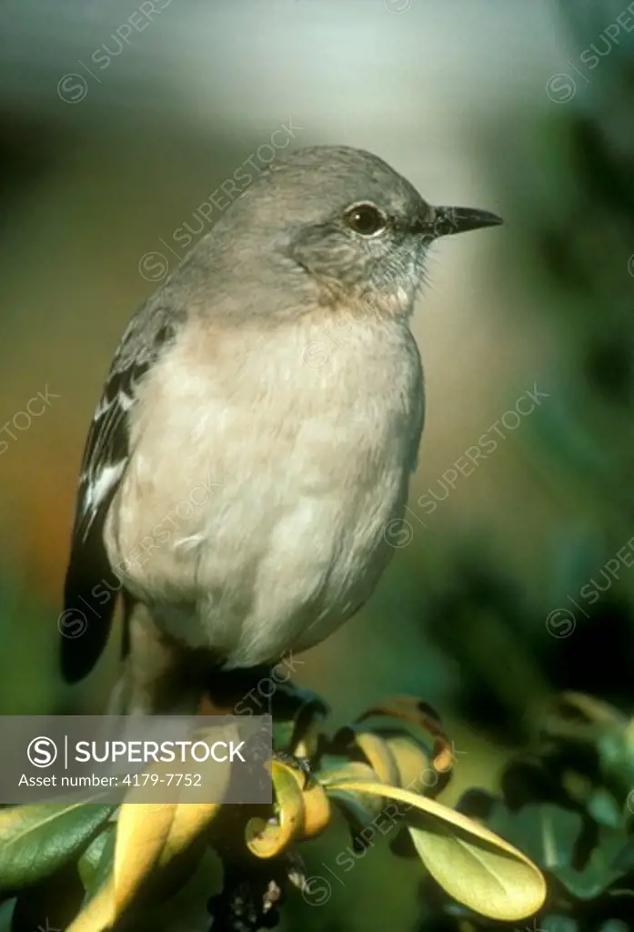 Mockingbird (Mimus polyglottos) Holmes Beach, Florida