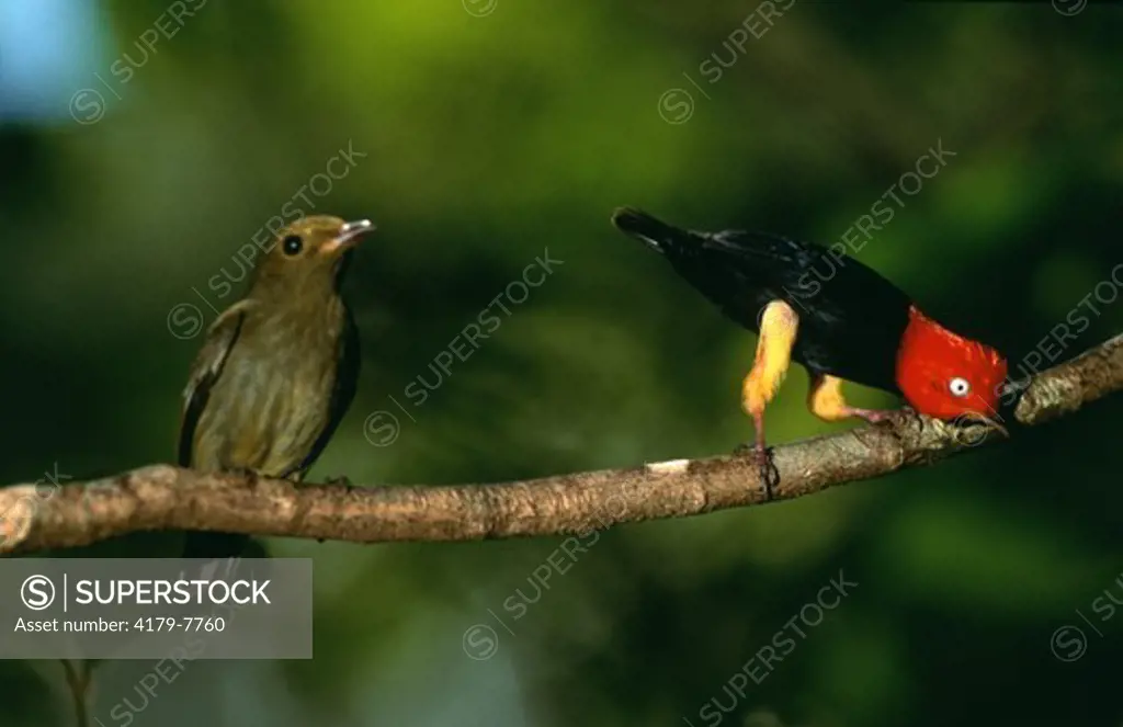 Red-capped Manakins Pair (Pipra mentalis) courtship Soberania Natl Park - Panama