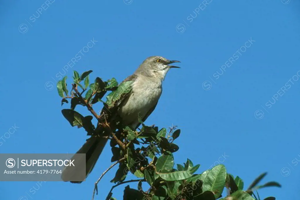 N. Mockingbird singing (Mimus polyglottos), Loxahatchee NWR, FL