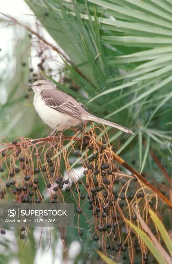 N. Mockingbird (Mimus polyglottos).FL