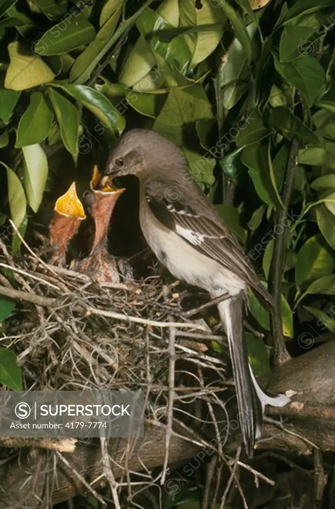 Mockingbird Feeding Young (Mimus polyglottos) Central Florida