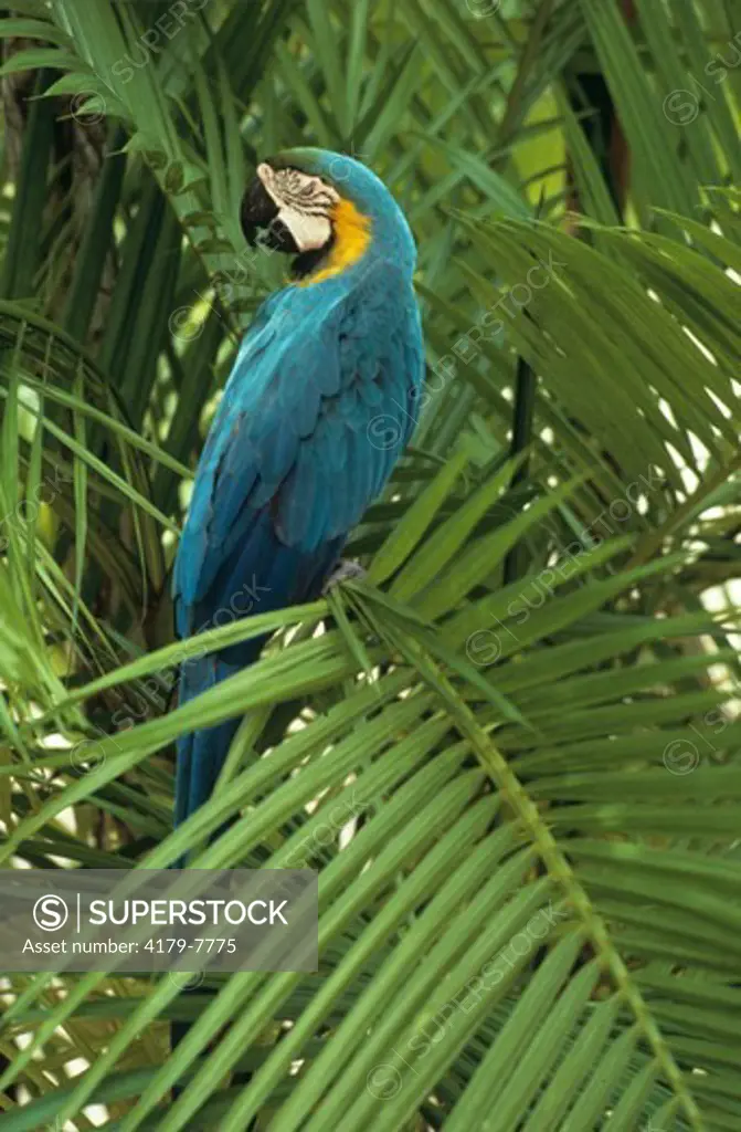 Blue & Yellow Macaw (Ara ararauna) Amazonia, Brazil