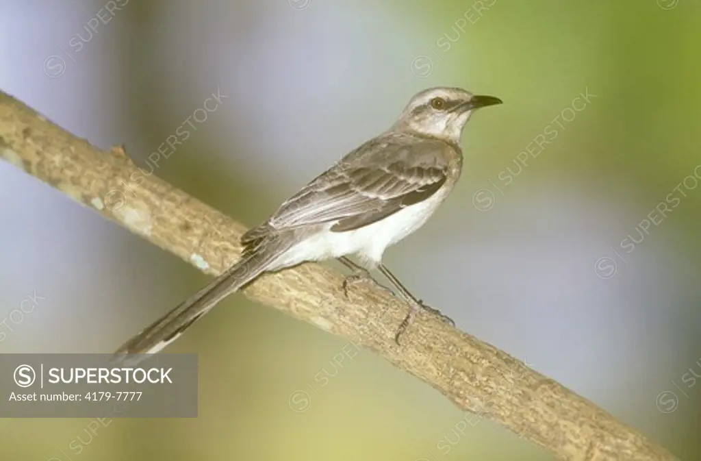 Tropical Mockingbird (Mimus gilvus), Tobago, Caribbean