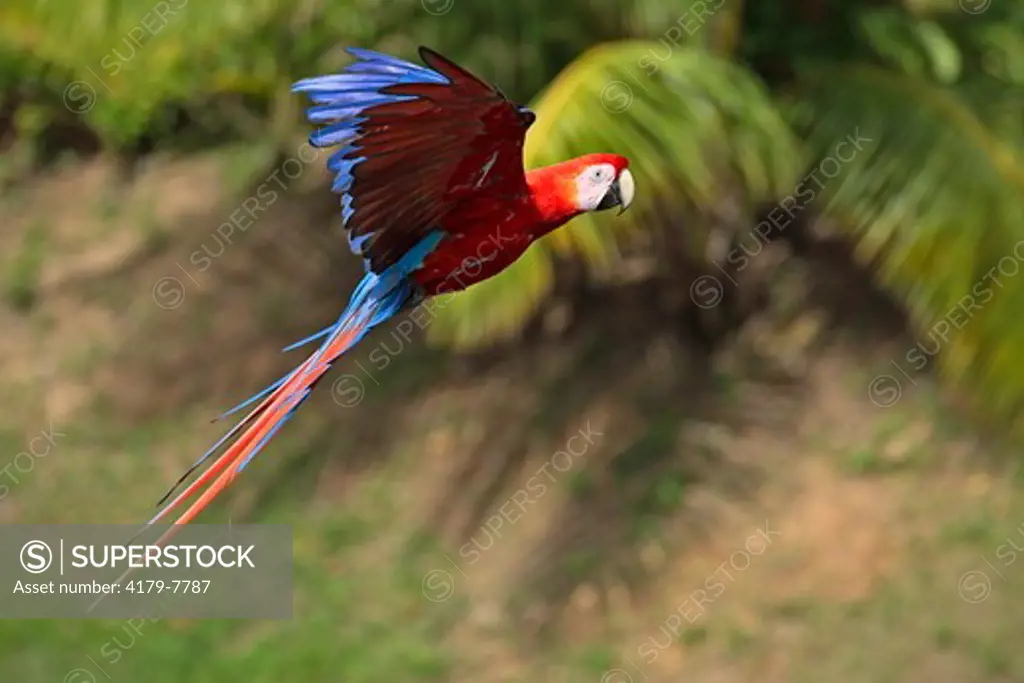 Scarlet Macaw (Ara macao) Adult flying, Roatan Honduras