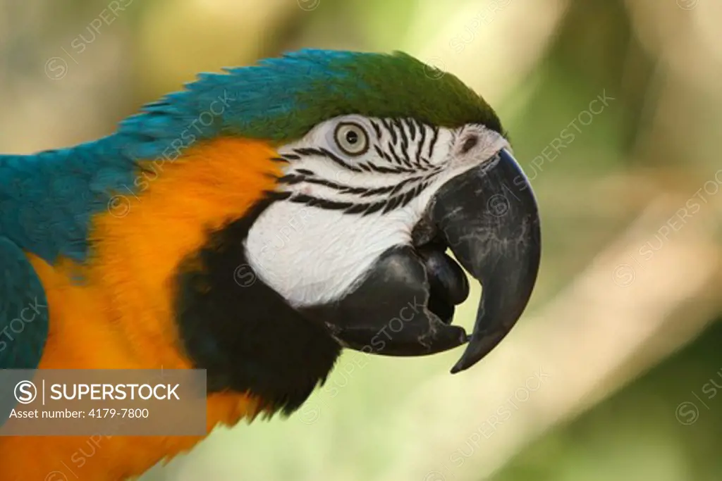 Blue & Yellow Macaw (Ara ararauna) Adult, South America