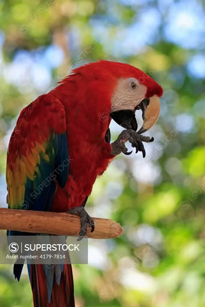 Scarlet Macaw (Ara macao) Adult on tree, Latin America, Central America, South America