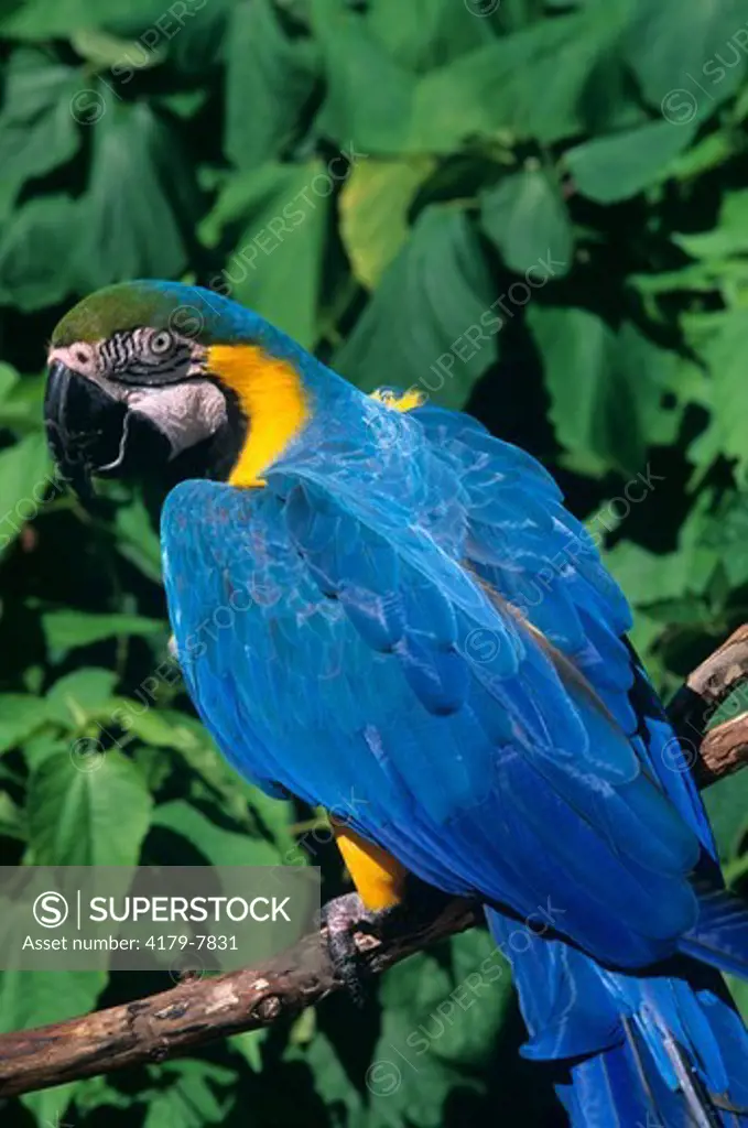 Blue & Gold Macaw (Ara ararauna)