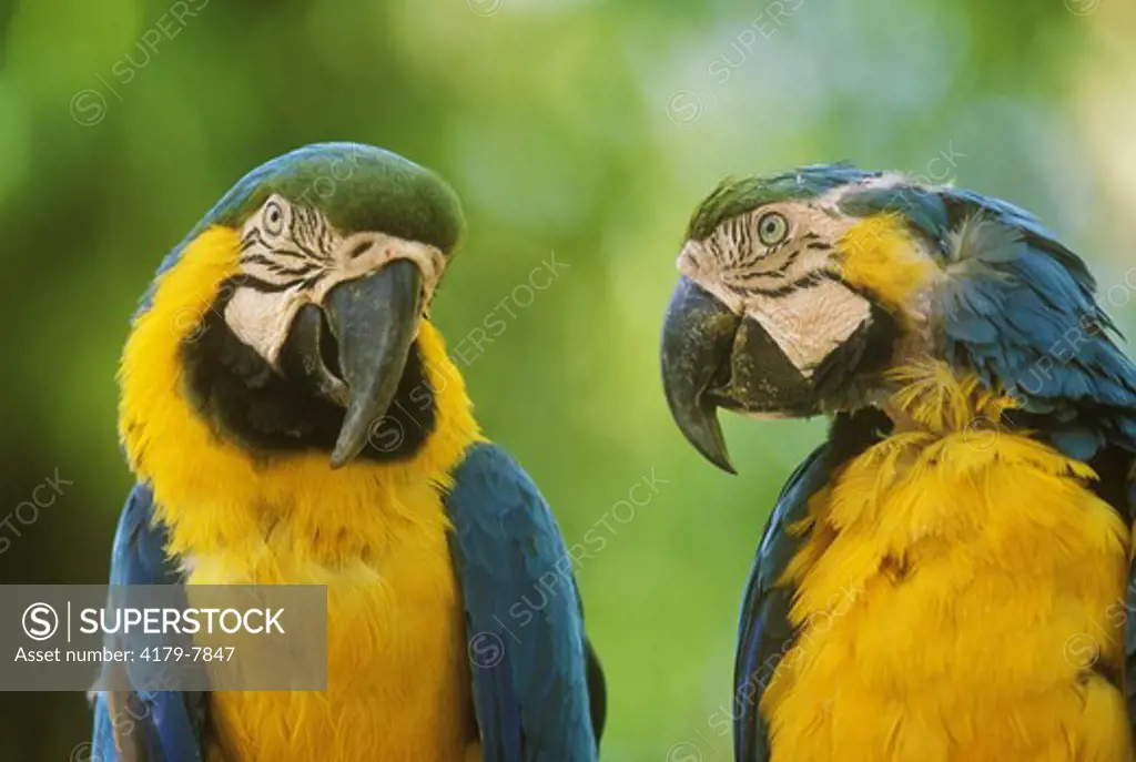 Two Blue & Gold Macaws (Ara ararauna)
