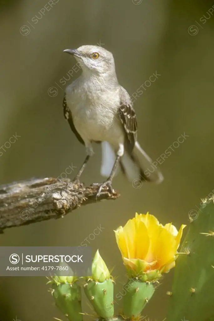 Northern Mockingbird (Mimus polyglottos) wild, South Texas
