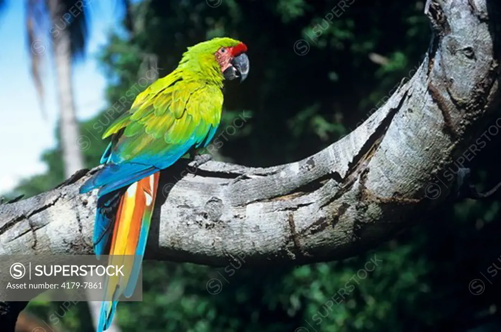 Great Green Macaw  (Ara ambigua) Nicaragua - W. Ecuador