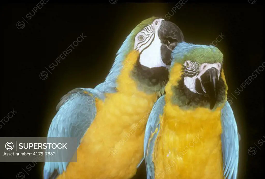 Blue & Yellow Macaw (Ara ararauna) S. America