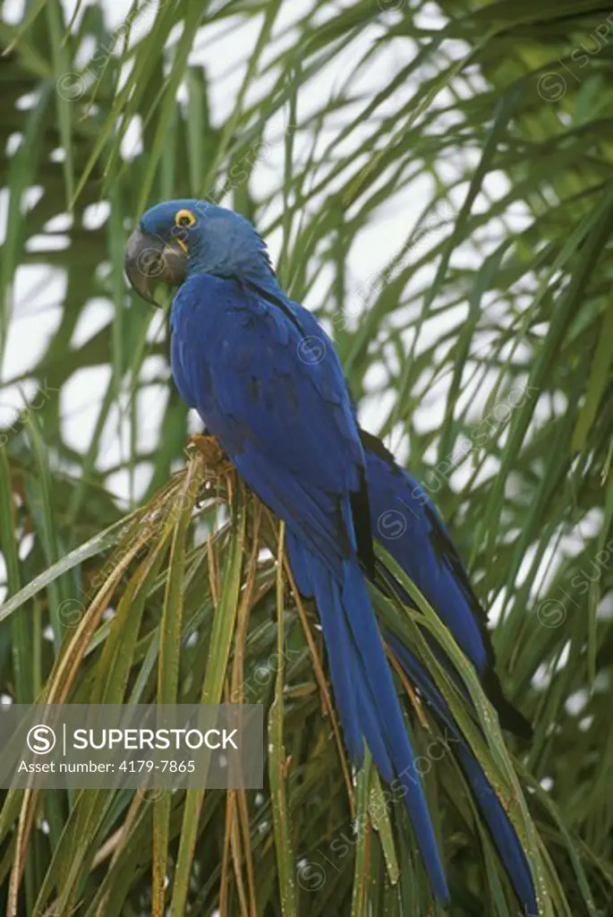 Hyacinth Macaw, wild, (Anodorhynchus hyacinthinus) Pantanal, Brazil