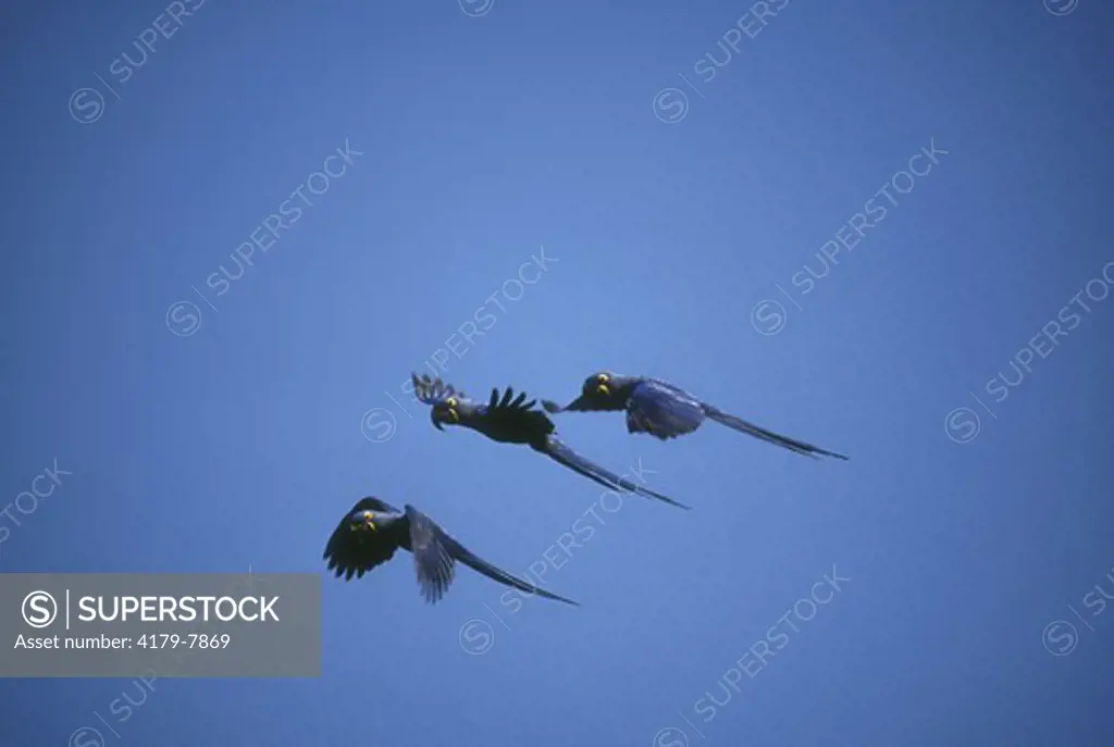 3 Hyacinth Macaws in flight, wild, (Anodorhynchus hyacinthinus) Pantanal, Brazil