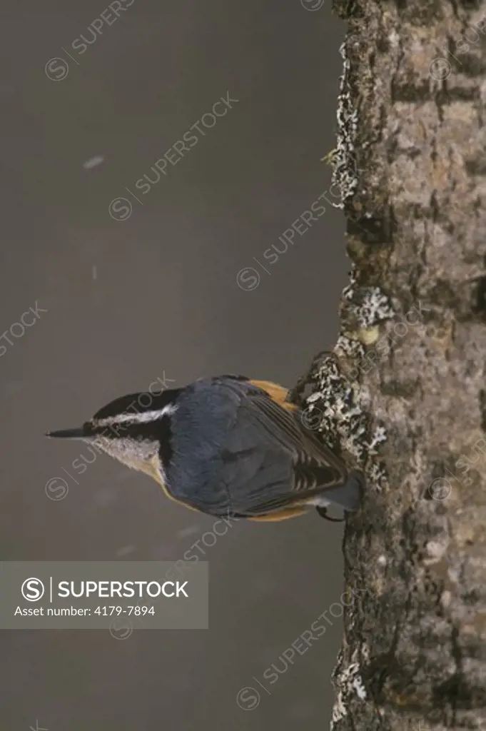 Red-breasted Nuthatch, Alger Co., MI