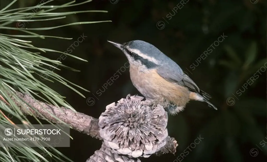Red-Breasted Nuthatch (Sitta canadensis) New Jersey