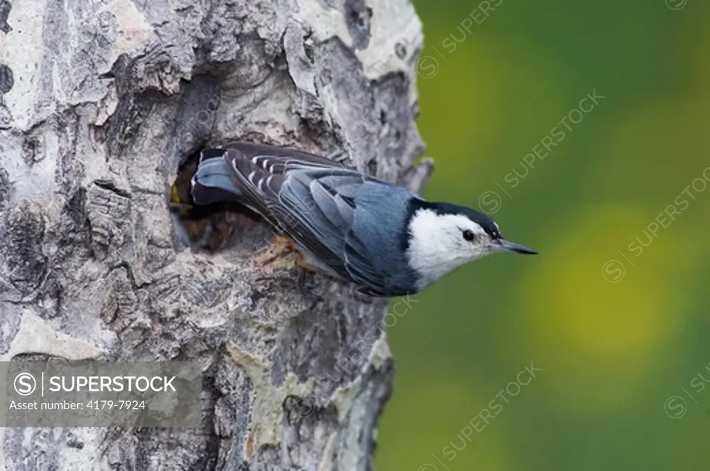 White-breasted Nuthatch (Sitta carolinensis) Adult male at nesting cavity in aspen tree, Rocky Mountain National Park, Colorado, USA, June 2007