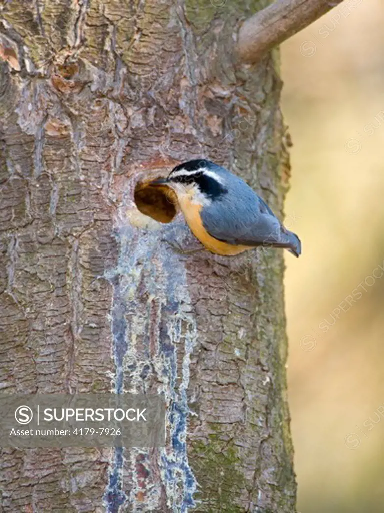 Red-breasted Nuthatch (Sitta canadensis) at nest hole in a pine trunk, Ithaca, New York, USA