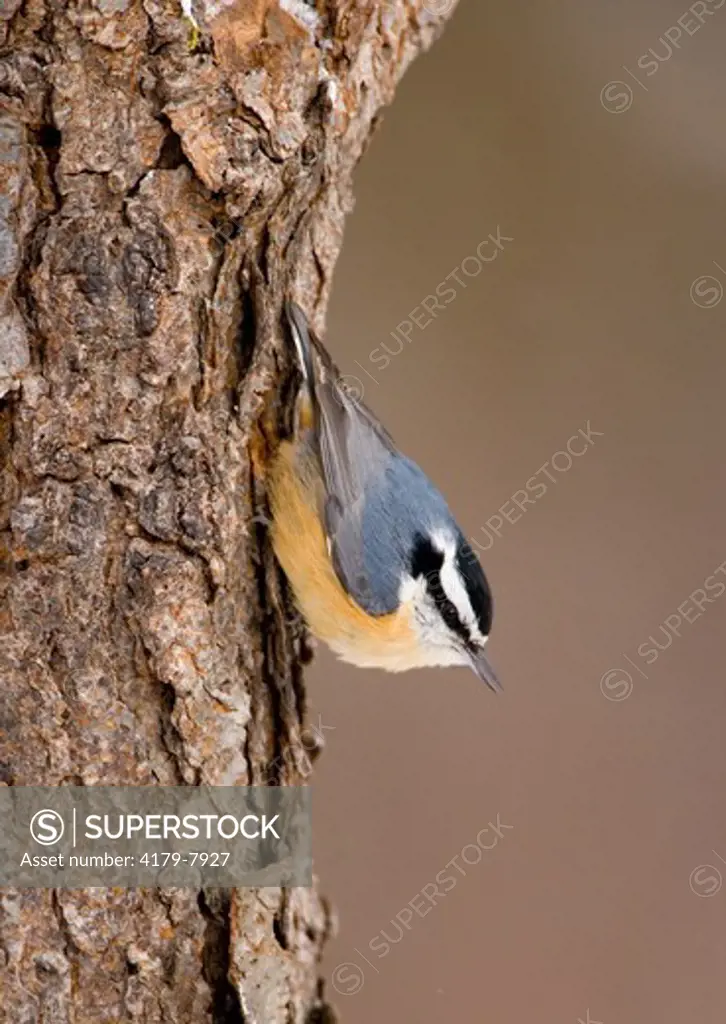 Red-breasted Nuthatch (Sitta canadensis), male clinging to a tree trunk in typical head down posture, New York, USA (Digitally retouched image - bill cleaned up)
