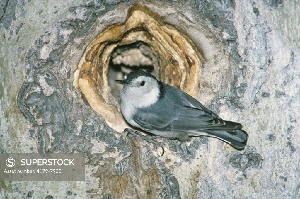 White-Breasted Nuthatch (Sitta carolinensis) At Nest, Mono Co., CA