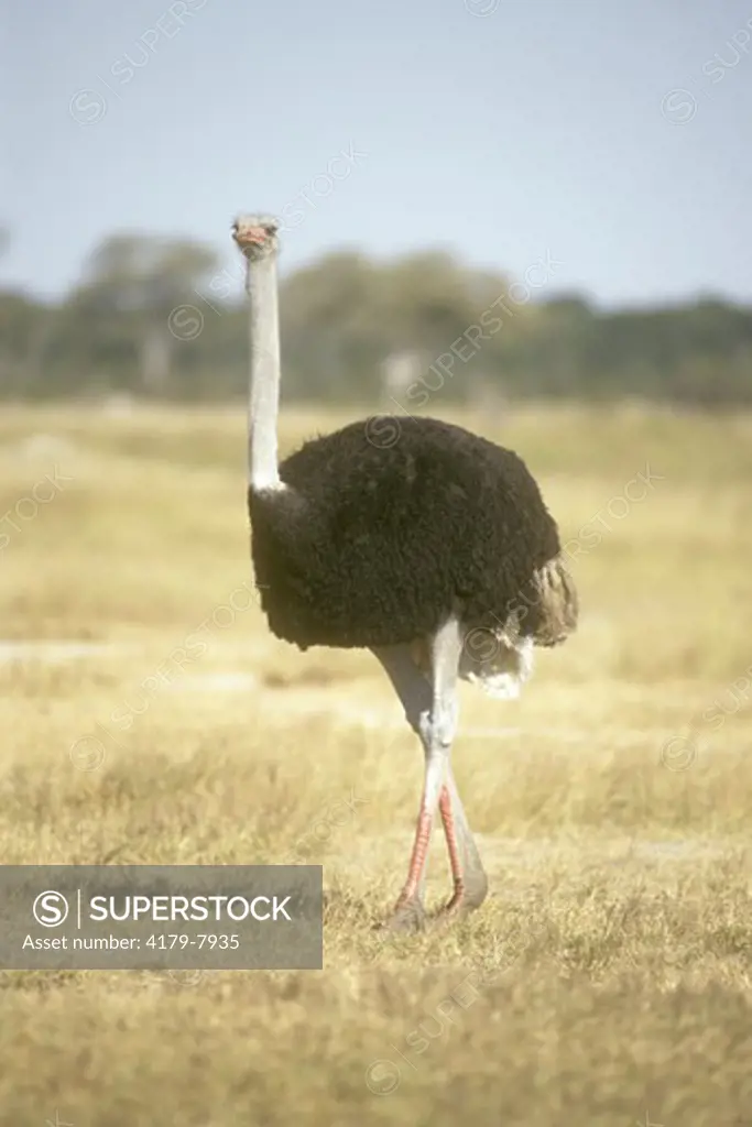 Ostrich (Struthio camelus) Hwange, Zimbabwe
