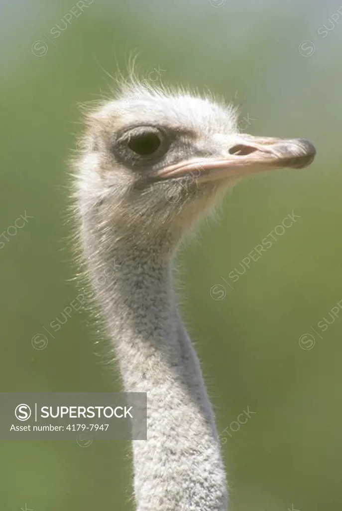 Ostrich  (Struthio camelus) Metro Zoo Miami, FL
