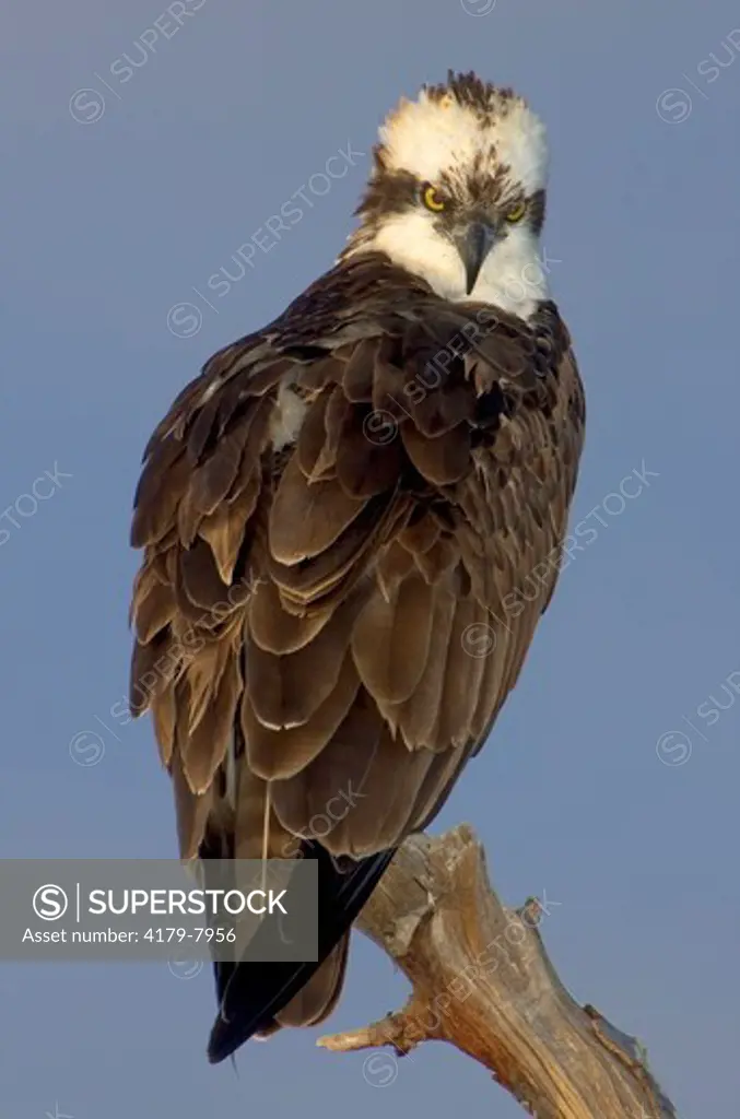 Osprey  (Pandion haliaetus) Florida, USA