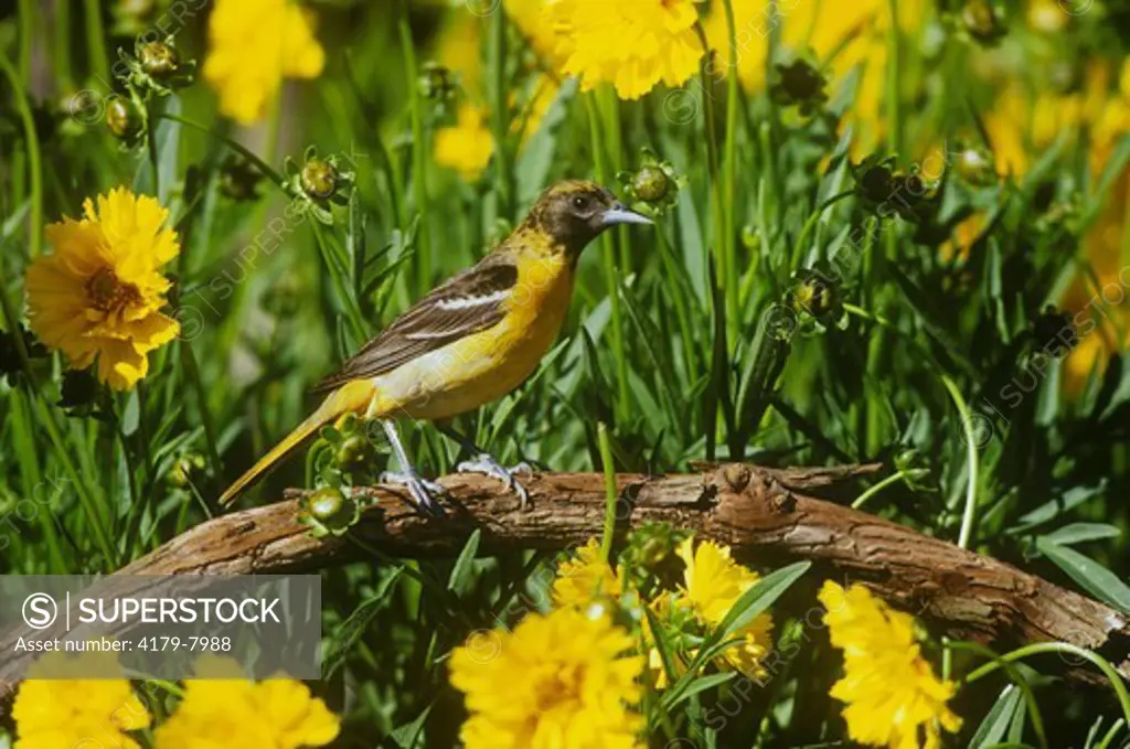 Baltimore Oriole (Icterus galbula) female & Lance-leaved Coreopsis Marion Co., Illinois (Coreopsis lanceolata)