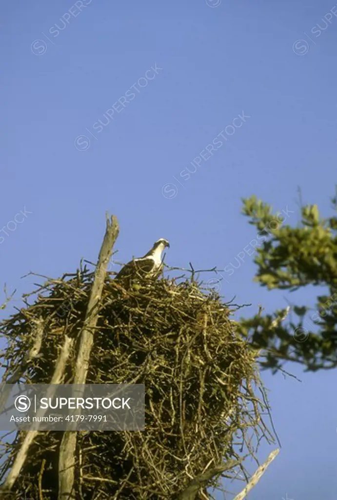 Osprey Male at Nest (Pandion haliaetus) Florida