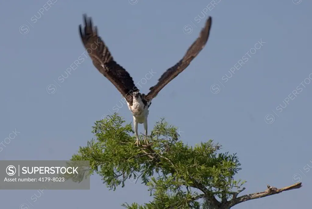 Osprey (Pandion haliaetus)   Flight, Atchafalaya Basin Swamp, LA  2007  Digital Capture