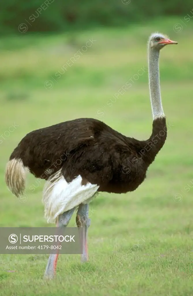 Male Ostrich (Strutho camelus)