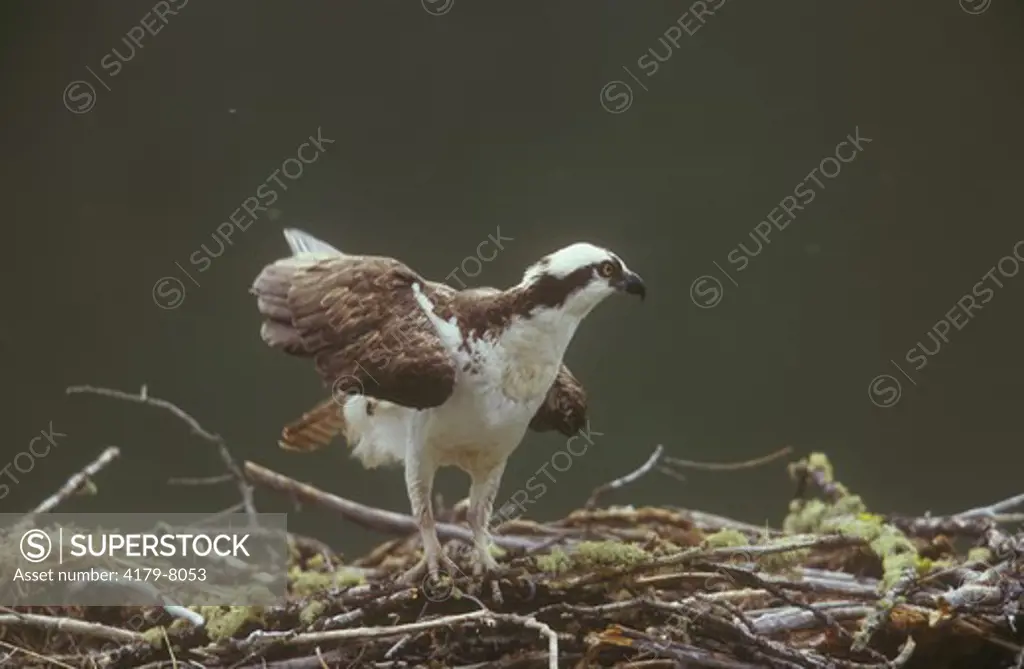 Osprey on Nest (Pandion haliaetus), Gallatin NF, MT