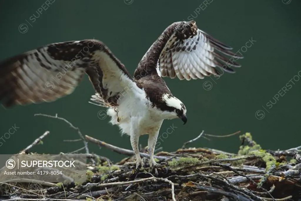 Osprey on Nest (Pandion haliaetus), Gallatin NF, Montana