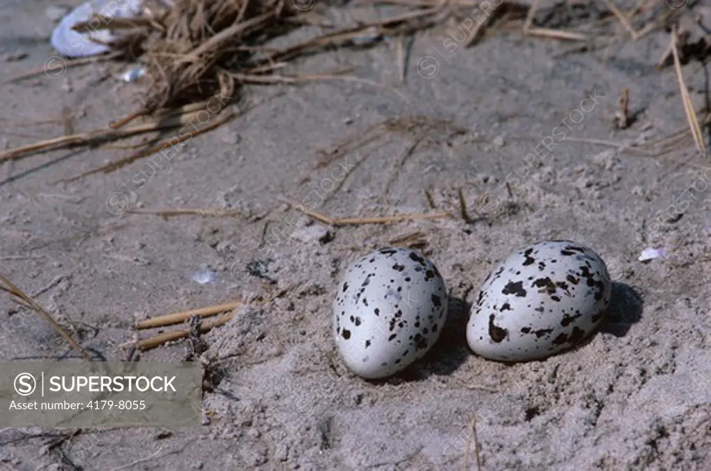 American Oystercatcher Nest(Haematopus palliatus)Coastal BeachesJ