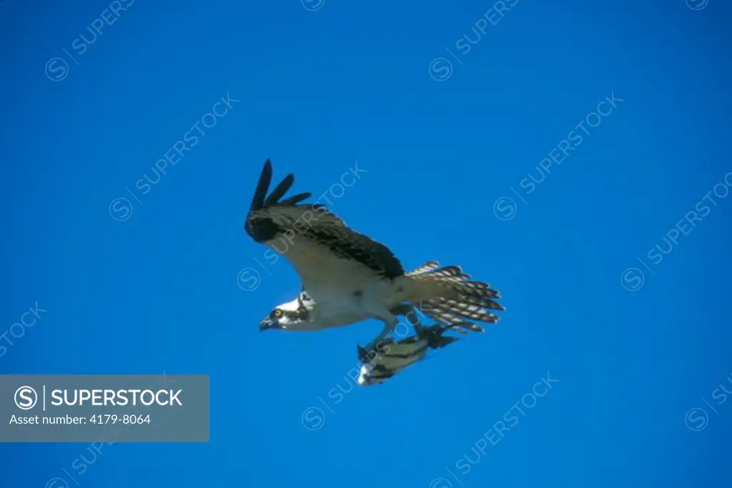 Osprey in Flight carrying Fish (Pandion haliaetus), Southern FL