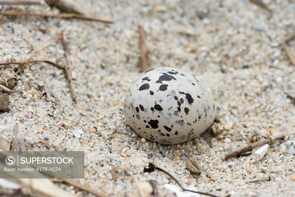 An American Oyster Catcher egg (Haematopus palliatus) at the Nature Conservancy's Griswold Point Preserve in Old Lyme, Connecticut.