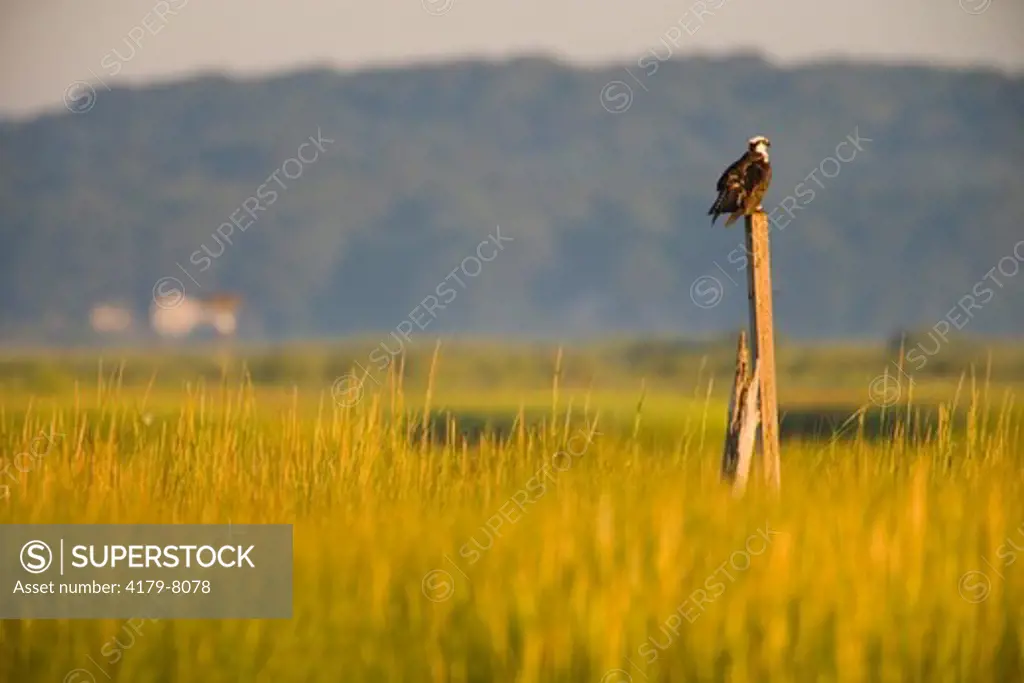 An Osprey sits on a pole above the salt marsh at the mouth of the Connecticut River in Old Lyme, Connecticut.  Griswold Point Preserve.