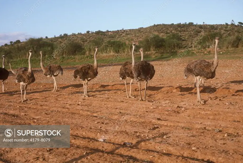 Ostriches on a Ranch (Struthio camelus) Little Karoo, South Africa