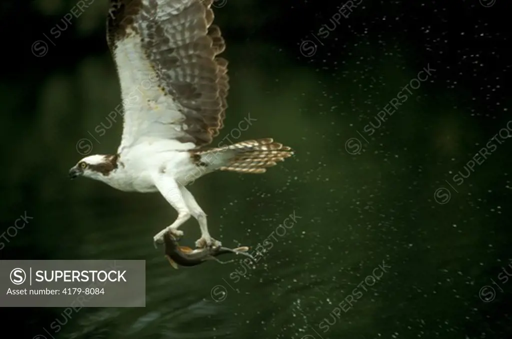 Osprey Fishing (Pandion haliaetus) Montana