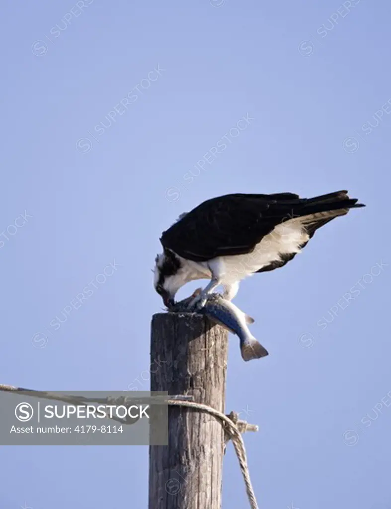 Osprey eating Seatrout on electrical Pole (Pandion haliaetus) Coastal Texas