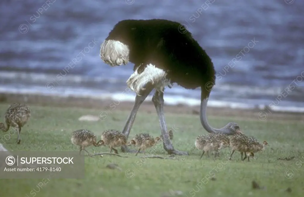 South African Ostrich Father w/ Babies (Struthio c. australis), Hwange NP, Zimbabwe
