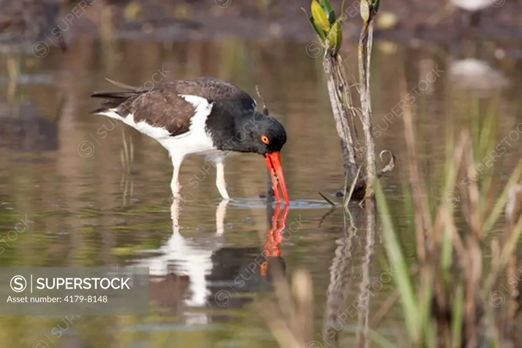 American Oystercatcher (Haematopus palliatus) with unidentified invertebrate caught while foraging in salt grass on tidal flat; Tampa Bay, Florida, USA