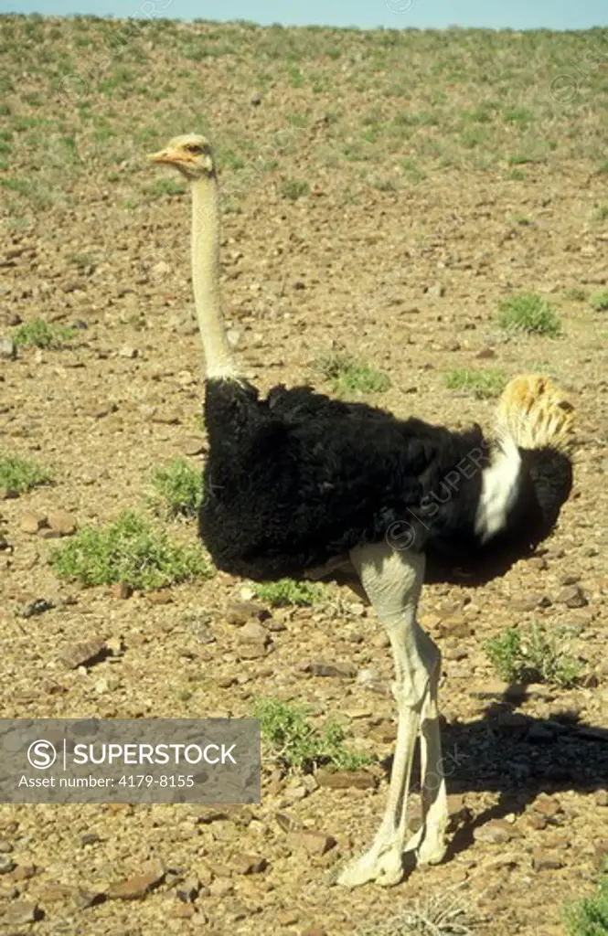 Male Ostrich standing on farm - Steinfelot Keetmanshoop Namib (struthio camelus)