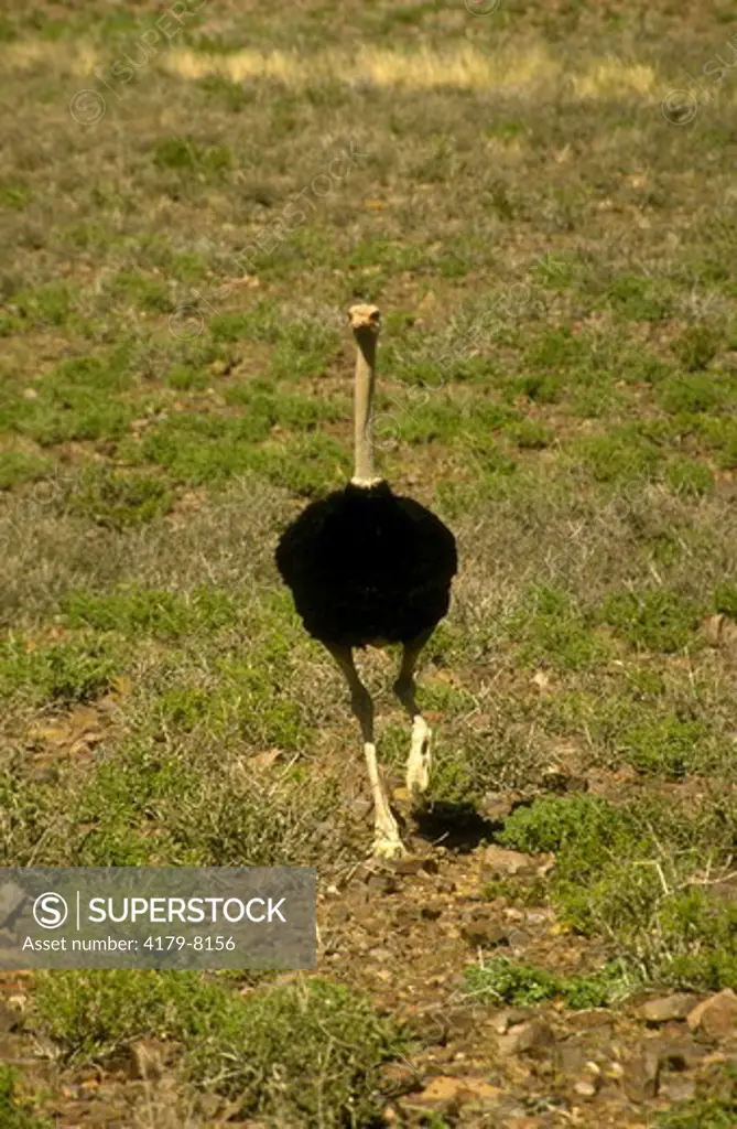 Ostrich, male running, farm (Strutio camelus) Namibia