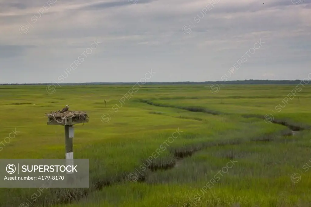 Osprey (Pandion halieatus) Nest on Platform in Salt Marsh;  NJ, Stone Harbor