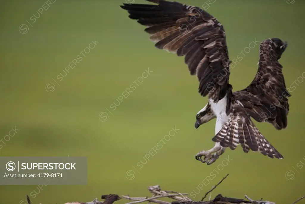 Osprey (Pandion haliaetus) NJ, Stone Harbor